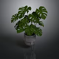 Monstera Plant with Large Green Leaves in Concrete Pot on Metal Stand