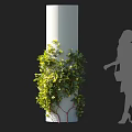 Vine With Lush Green Leaves Wrapping Around White Column Beside Woman Silhouette