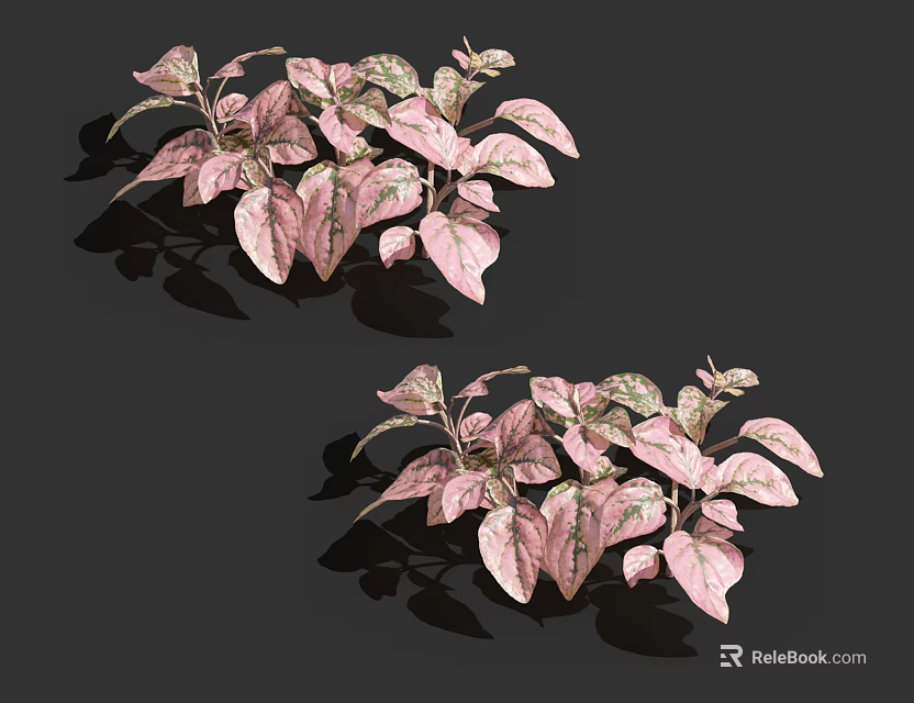 Two Clusters Of Shiny Pink Green Variegated Plant Leaves On Dark Background 3d model 