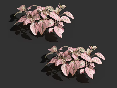 Two Clusters Of Shiny Pink Green Variegated Plant Leaves On Dark Background 3d model