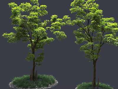 Two Arbor Trees With Lush Green Leaves Trunk Grass And Stones 3d model