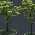 Two Arbor Trees With Lush Green Leaves Trunk Grass And Stones