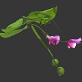 Fresh Pea Plant With Green Leaves Purple Flowers And Pea Pods