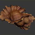Orange Conch With Flower Like Shell And Glossy Surface On Gray Background With Reflection
