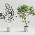 Two Potted Bonsai Trees in White Ceramic Pots with Dark and Fresh Green Foliage