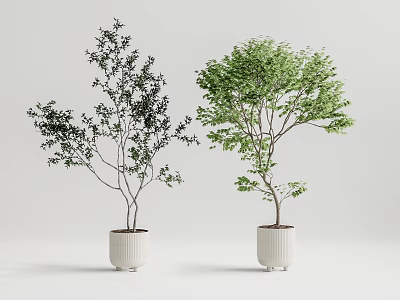 Two Potted Bonsai Trees in White Ceramic Pots with Dark and Fresh Green Foliage 3d model