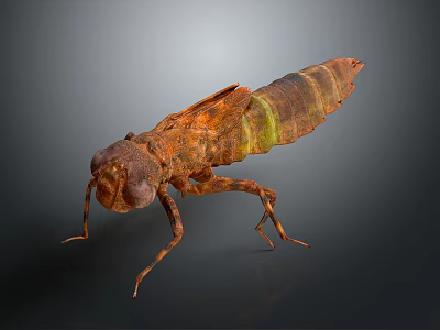 Realistic Insect 3D Model with Brown Green Stripes and Rough Texture on Dark Background 3d model
