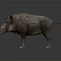Realistic 3D Wild Boar Model With Rough Fur And Open Mouth