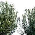 Lush Green Shrubs With Dense Foliage And Natural Growth Habit For Garden Landscaping