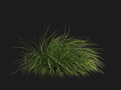 Lush Green Grass With Slender Leaves Naturally Growing On Black Background 3d model