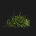 Lush Green Grass With Slender Leaves Naturally Growing On Black Background 3d model