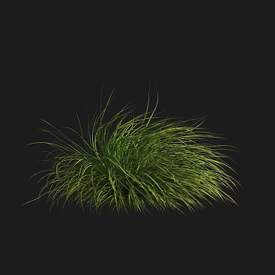 Lush Green Grass With Slender Leaves Naturally Growing On Black Background 3d model