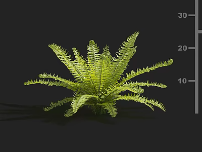Green Fern Plant With Lush Fronds On Black Background And Measuring Scale 3d model