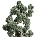 Bonsai Trees with Lush Green Foliage and Elegant Shapes in White Ceramic Pot