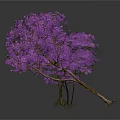 Three Plants With Purple Flowers And Slender Branches On White Background