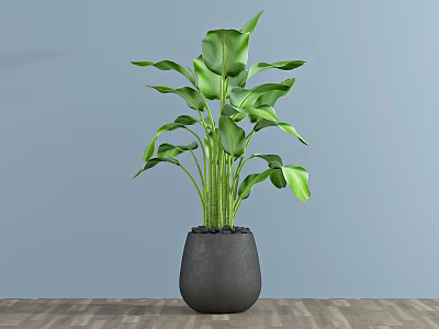 Large Green Leaves Potted Plant in Gray Pot with Light Blue Wall and Wooden Floor 3d model