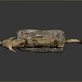 Realistic Taxidermy Jackal Figure In Walking Pose On Natural Stone Base