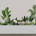 Bonsai Potted Plants in a Long Modern Planter with Various Green Foliage and Succulents