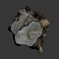 Natural Wooden Tree Stump Decor Piece With Rough Surface And Wood Grain Texture
