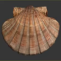 Elegant Natural Scallop Shell Decorative Household Item With Striped Orange Red Glossy Surface