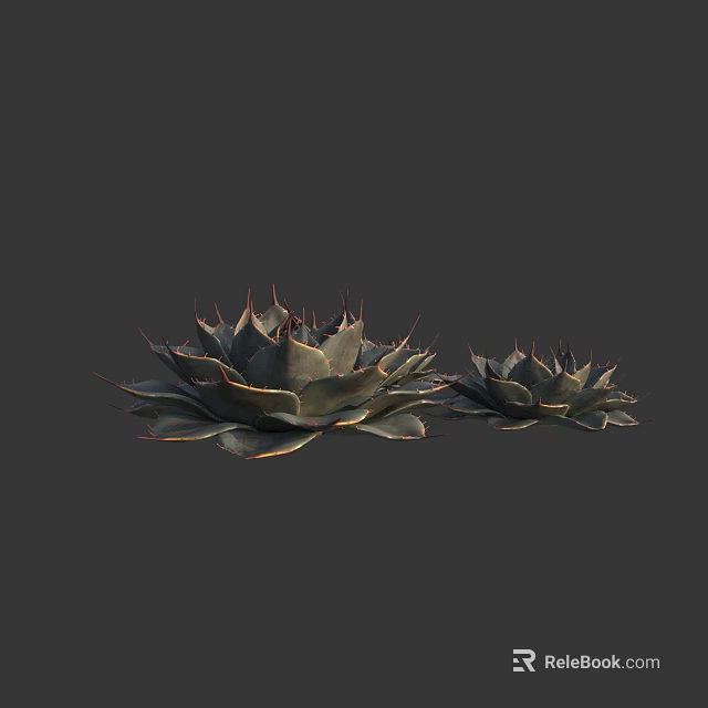 Two Succulent Plants With Spiky Dark Green Leaves And Red Edges For Decoration 3d model 