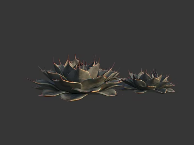 Two Succulent Plants With Spiky Dark Green Leaves And Red Edges For Decoration 3d model
