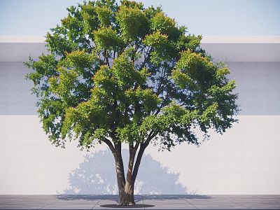 Lush Green Arbor With Multiple Trunks Against Light Wall On Gray Ground 3d model