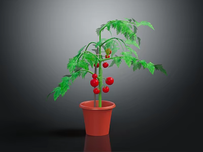 Healthy Potted Tomato Plant with Green Leaves and Red Fruits in Clay Pot 3d model