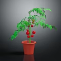 Healthy Potted Tomato Plant with Green Leaves and Red Fruits in Clay Pot