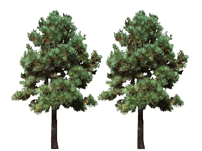 Two Green Leafy Trees with Dark Trunks and Lush Foliage on White Background 3d model