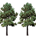 Two Green Leafy Trees with Dark Trunks and Lush Foliage on White Background