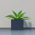 Potted Bonsai Plant with Square Dark Blue Pot and Green Wide Leaves