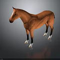 Brown Horse With White Hooves And Facial Marking Standing On Dark Background With Reflection