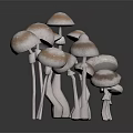 Fresh White And Brown Spotted Mushrooms In Cluster On Black Reflective Surface
