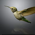 Flying Hummingbird with Green and White Body Brown Wings and Long Beak Against Dark Background