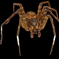 Brown Spider With Eight Legs And Patterned Body On Black Background Close Up 3d model