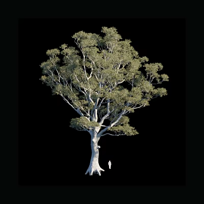 Tall Arbor With Lush Green Canopy And Thick Trunk Showing Size With Small Figure 3d model