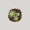 Green Cactus Potted Plant in Rustic Terracotta Pot for Indoor Decor