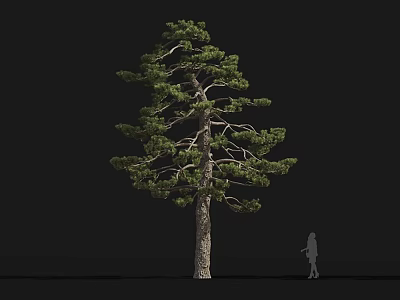 Tall Arbor With Thick Trunk And Lush Green Foliage Beside Human Silhouette For Scale 3d model
