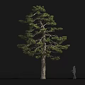 Tall Arbor With Thick Trunk And Lush Green Foliage Beside Human Silhouette For Scale