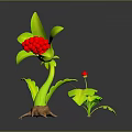 3D Plant Model With Green Leaves Red Berries Claw-like Roots And Small Red Berry Plant Reflection