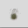 Ornamental Feather Grass With White Plumes In Black Background And Height Markers