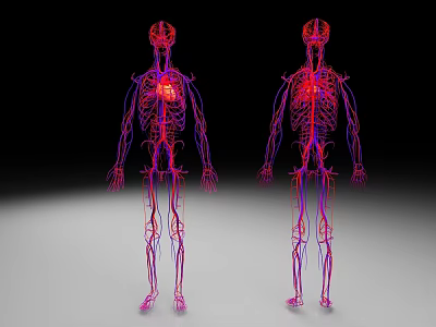 3D Human Anatomy Model Showing Vascular System And Skeleton Structure 3d model