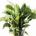 Lush Bush With Green And White Striped Leaves For Indoor Decoration