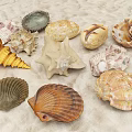Modern Shell 3d model