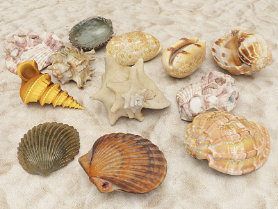 Modern Shell 3d model