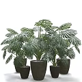 Lush Monstera Potted Plants with Various Sizes Woven Planters for Indoor Greenery