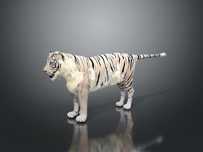 Modern Tiger White Tiger Fierce Tiger model