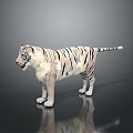 Modern Tiger White Tiger Fierce Tiger 3d model