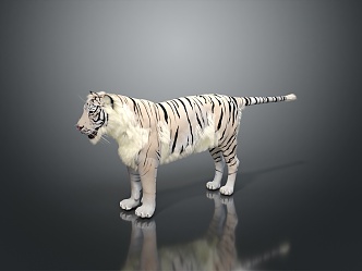 Modern Tiger White Tiger Fierce Tiger 3d model